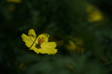 Wall Mural - light yellow flower of cosmos in full bloom