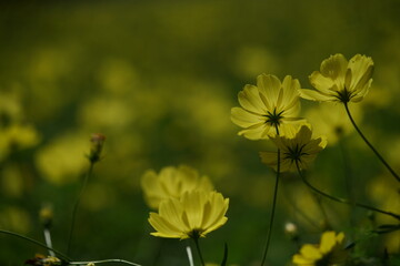 Wall Mural - light yellow flower of cosmos in full bloom