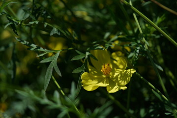 Wall Mural - light yellow flower of cosmos in full bloom