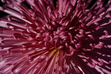 Wall Mural - light purple flower center of chrysanthemum 'kudamono' in full bloom