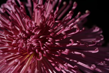 Wall Mural - light purple flower center of chrysanthemum 'kudamono' in full bloom