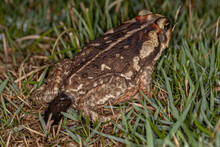 Adult Cururu Toad