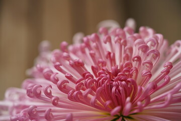 Wall Mural - Faint Pink flower center of Chrysanthemum 'Kudamono' in full bloom
