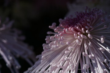 Wall Mural - faint pink flower center of chrysanthemum 'kudamono' in full bloom