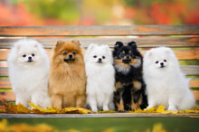 Five Fluffy Pomeranian Spitz Dogs Sitting On A Bench Together In Autumn