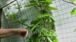 Malabar Spinatoder Ceylonspinat  im Glashaus Blätter  ernten