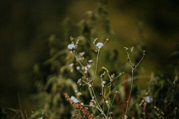 Sticker - Selective focus of wildflower in a field against a blurred background