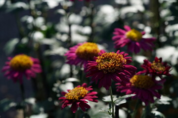 Wall Mural - purple flowers of chrysanthemum 'choji giku' in full bloom