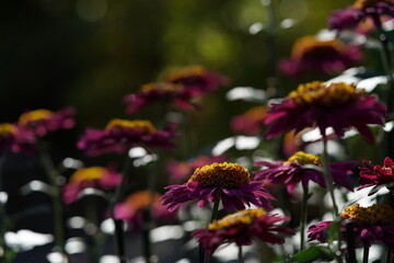 Wall Mural - purple flowers of chrysanthemum 'choji giku' in full bloom