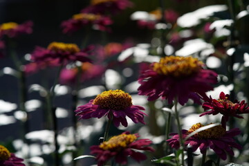 Wall Mural - purple flowers of chrysanthemum 'choji giku' in full bloom