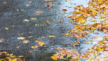 Autumn Background With Fallen Yellow Leaves On Black Wet Asphalt Pavement