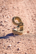 Western Diamondback Rattlesnake On Dirt Road Coiled And Ready To Strike Aggressive Forked Tongue