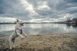 Pies bawi się nad jeziorem