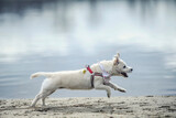 Fototapeta  - Pies bawi się nad jeziorem