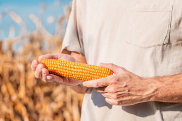 Poster - Farmer holding harvested ear of corn in field