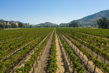 Wall Mural - Aerial, drone shot of a grape bushes in a winery in Napa Valley, California