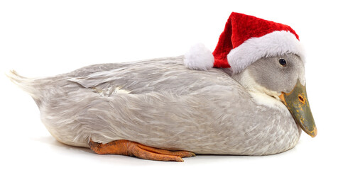 Wall Mural - White duck in a Christmas hat.