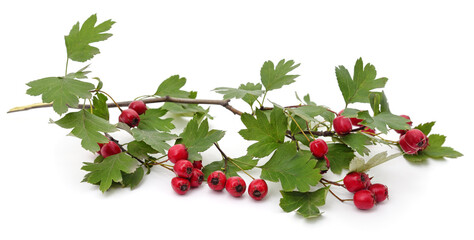 Sticker - Rosehip branch with berries.