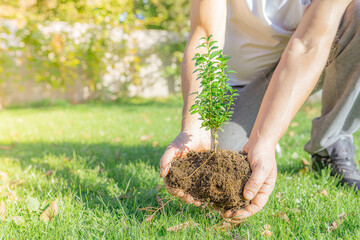 man planting a boxwood bush in the garden