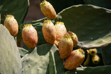 Orange Prickly Pear With Thorns On Green Spiny Cactus Leaves.