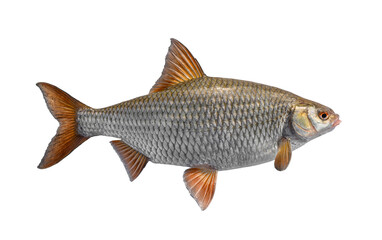 Wall Mural - Roach fish. Big alive european roach isolated on white background