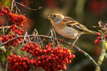 brambling bird, fringilla montifringilla, in winter plumage feeding berries