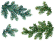 Realistic Vector Christmas Isolated Tree Branches. Blue And Green Fir