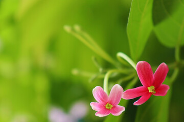 Close up of two flowers (Rangoon creeper, Combretum indicum) against green out of focus background. Space for text.