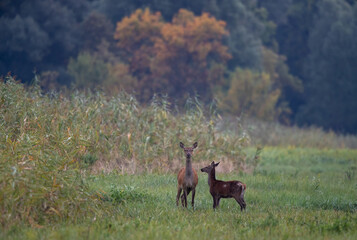 Poster - Hind and fawn red deer standing in forest in autumn