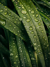 Water Drops On A Leaf