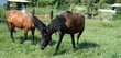 cavalli in un recinto che brucano erba fresca