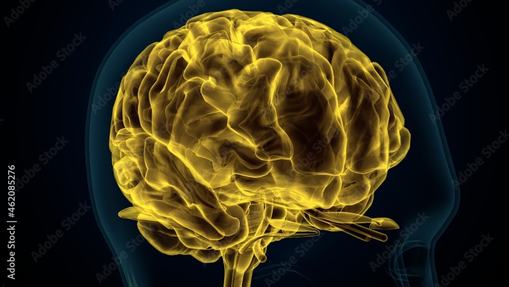 3d illustartion of human brain anatomy. Stock Illustration | Adobe Stock
