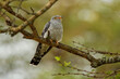 African Cuckoo - Cuculus gularis species of cuckoo in the family Cuculidae, found in Sub-Saharan Africa where it migrates within the continent, grey birdperching on the branch in the tree