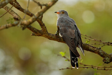 Wall Mural - African Cuckoo - Cuculus gularis species of cuckoo in the family Cuculidae, found in Sub-Saharan Africa where it migrates within the continent, grey birdperching on the branch in the tree