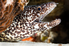 A Spotted Moray Eel With Its Mouth Open
