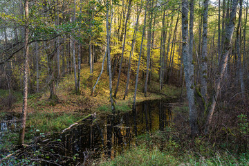 Wall Mural - Forest in autumn with yellow leaves by the small river on a sunny autumn evening, Latvia.