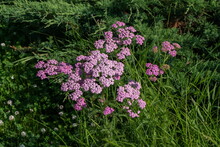 Yarrow (Achillea Millefolium) Cerise Queen Grows On The Lawn Among The Grass On A Summer Day.