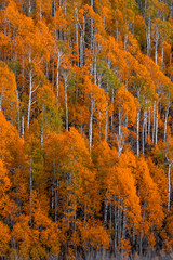 Bright orange Aspen trees on the slopes of Mount Ogden in Utah during autumn time