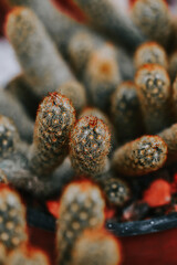 Wall Mural - Selective focus shot of spiky cactus on a pot