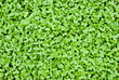 background green grass shoots