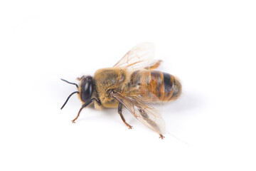 Wall Mural - bee or honeybee isolated on white background