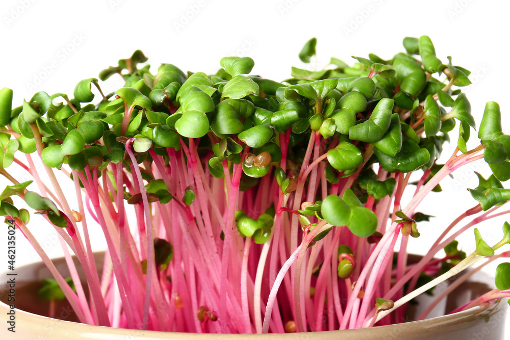 Bowl with fresh micro green on white background, closeup