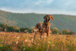 Beautiful male hungarian vizsla hunting dog outdoors portrait. Hunting dog stalking prey on a sunny autumn evening.
