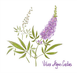 Wall Mural - Vitex agnus-castus, also called vitex, chaste tree or chastetree, chasteberry