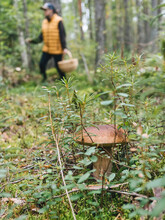King Bolete Mushroom Amidst Plants In Forest