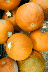 Wall Mural - a lot of round orange raw pumpkin is sold in the supermarket