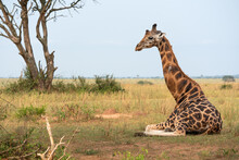 Shot Of A Sitting Baringo Giraffe Or Giraffa Camelopardalis In Murchison Falls National Park, Uganda