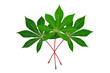 Three cassava leaves white background isolated closeup, fresh green cassava tree leaf on red stem, manioc plant branch, beautiful exotic tropical foliage, floral bunch, design element, raw for tapioca