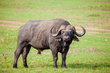 Wall Mural - An African Buffalo staring across the Masai Mara in Kenya