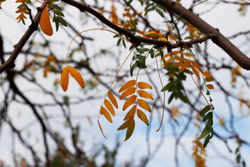 Wall Mural - Autumn in the forest